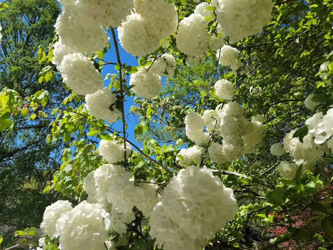 Aldridge Gardens flowers